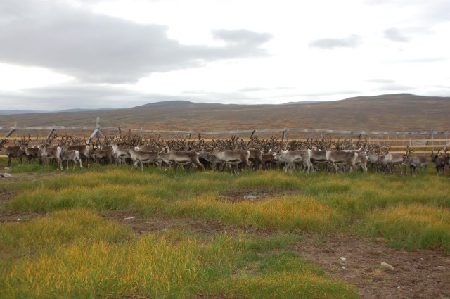 A Saami reindeer herd in Norway