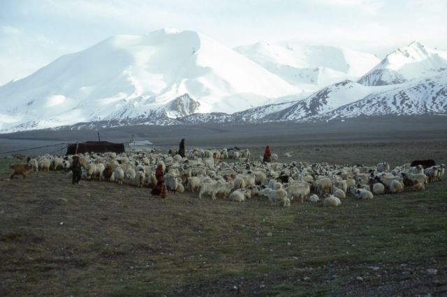 Tibetan pastoralists