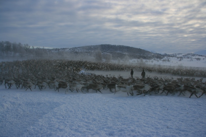 Herd of reindeer in corral. Photo: (C) Bård-Jørgen Bårdsen. 