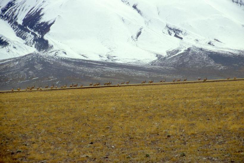Tibetan antelope