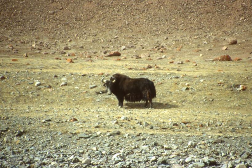 Wild yak