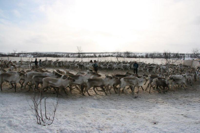 Reindeer herd in corral. (C) Bård-Jørgen Bårdsen.
